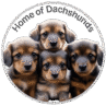 dachshund puppies for sale usa