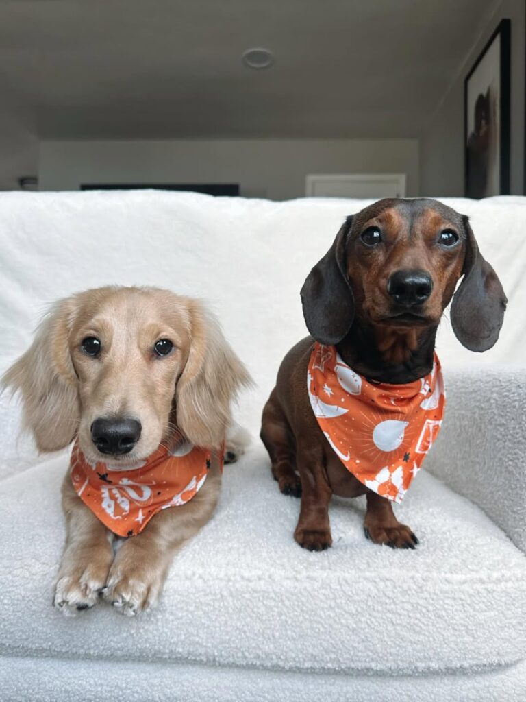 dachshund puppies for sale usa