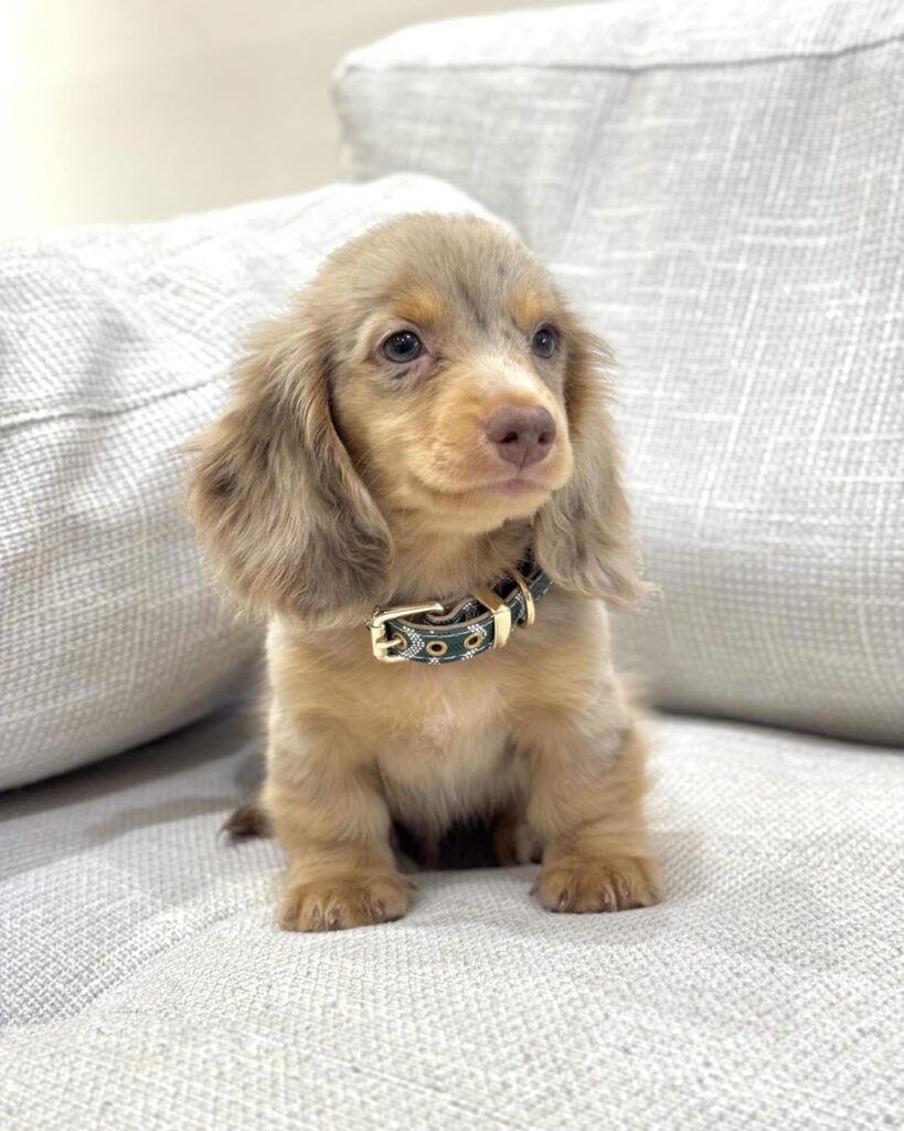 Dachshund puppies for sale usa