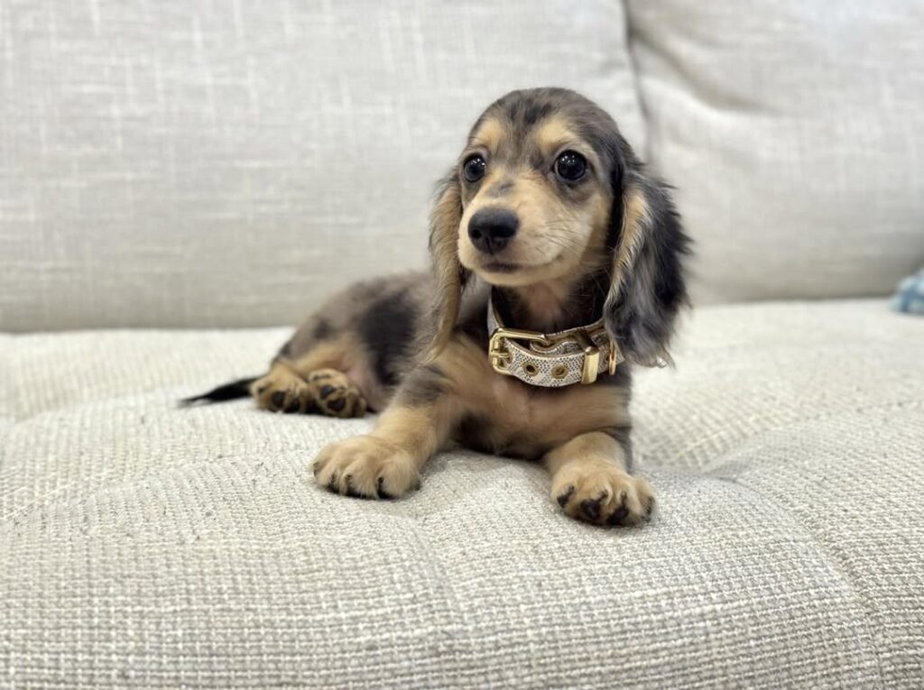 dachshund puupies for sale usa