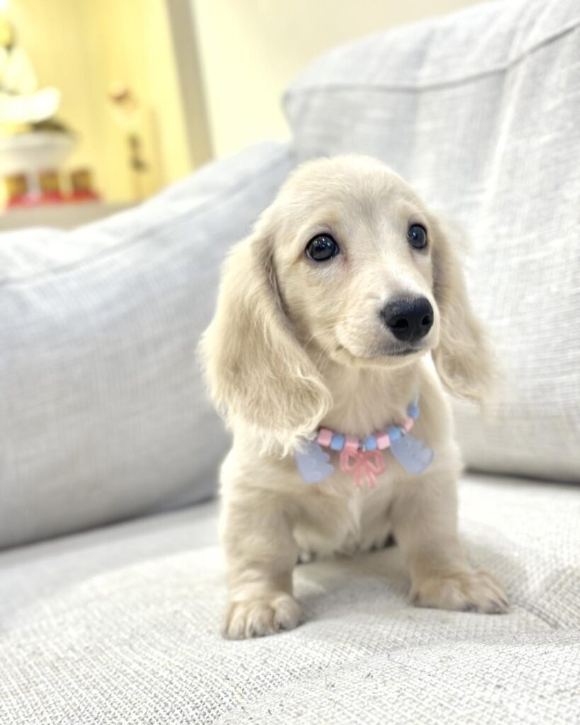 dachshund puupies for sale usa