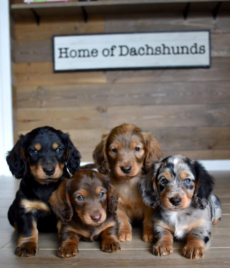 dachshund puupies for sale usa